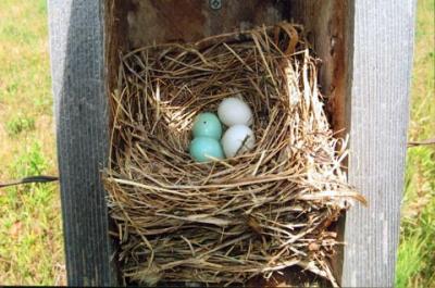 Blue Bird eggs - usually are blue, occasionally white ones are laid